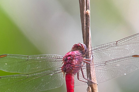 Manuel Antonio Park: Guidad vandring med en naturforskarePrivat rundtur