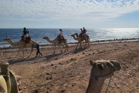 Vanuit Sharm: Dahab, Jeep, Canyon, Camel, Quad & Snorkel Tour