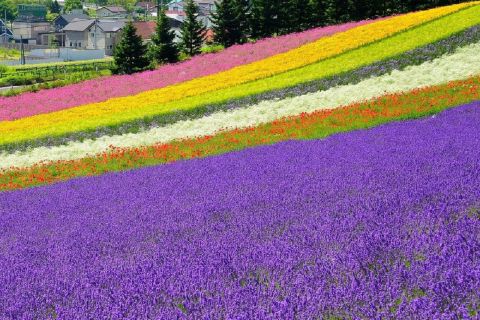 Excursión de un día al Estanque Azul de Hokkaido Biei Flor de Furano