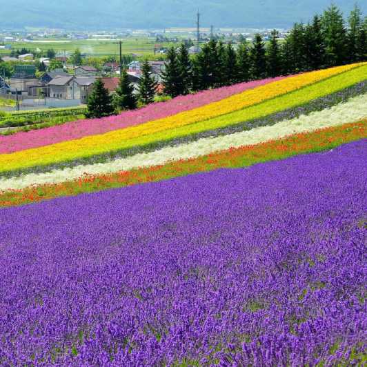 北海道：美瑛の青い池と富良野フラワーファームの日帰り旅行