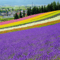 Hokkaido, Biei Blue Pond und Furano Blumenfarm Tagesausflug - Hizvo