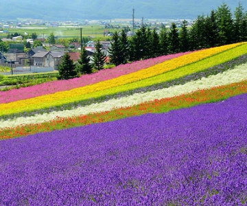 Hokkaido: Escursione di un giorno allo stagno blu di Biei e alla fattoria dei fiori di Furano