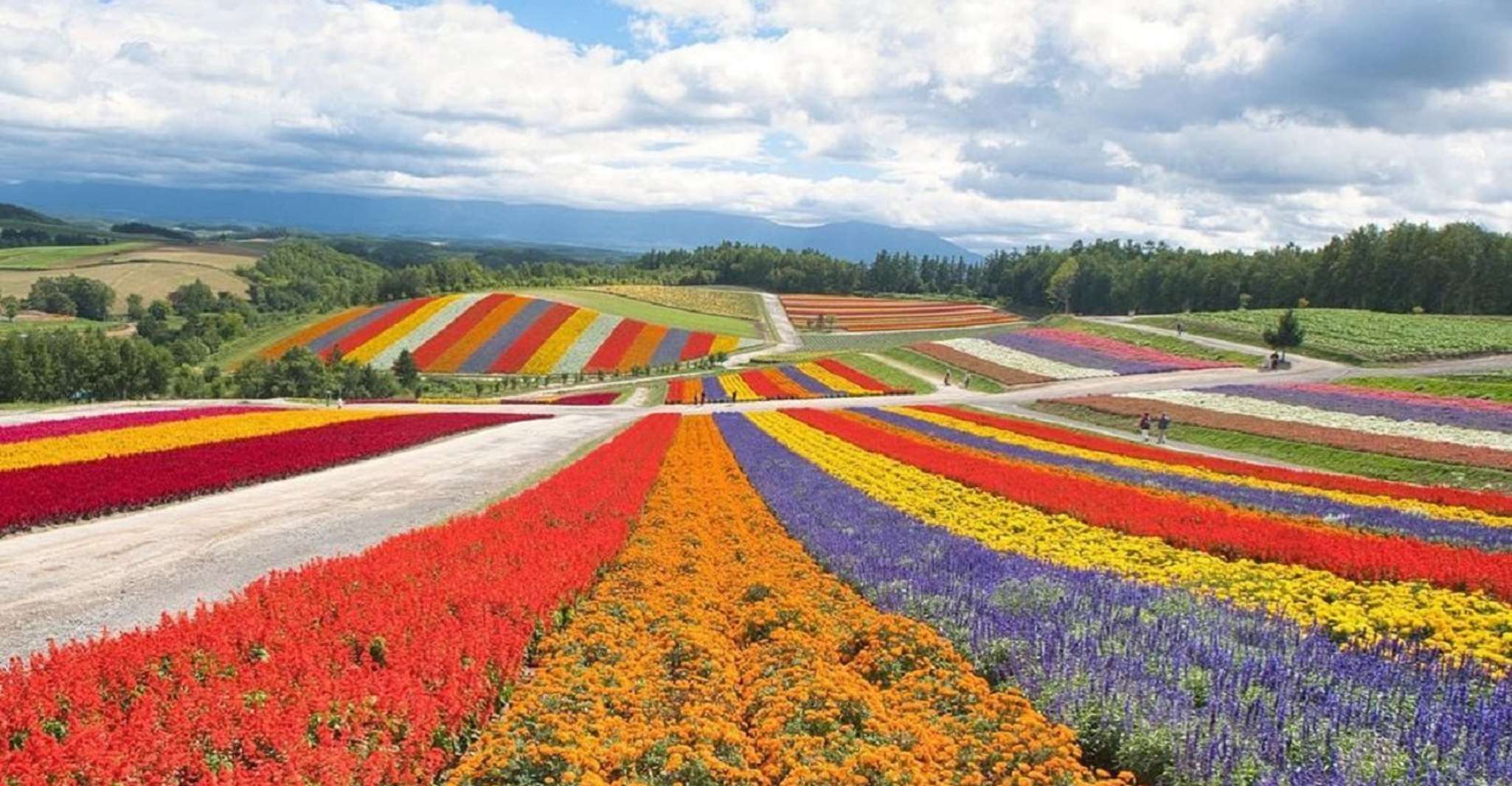 Hokkaido, Biei Blue Pond et Furano Flower Farm Voyage d'une journée - Hizvo