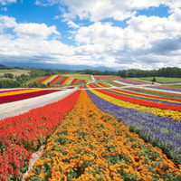 Hokkaido, Biei Blue Pond und Furano Blumenfarm Tagesausflug - Hizvo
