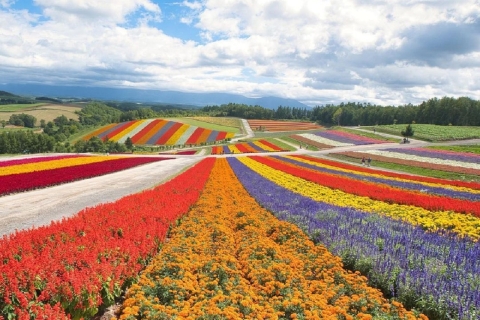 Hokkaido Biei Blauer Teich Furano Blumen Tagestour