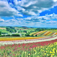 Hokkaido, Biei Blue Pond und Furano Blumenfarm Tagesausflug - Hizvo