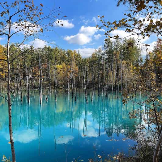 Hokkaido Biei Blauer Teich Furano Blumen Tagestour | GetYourGuide