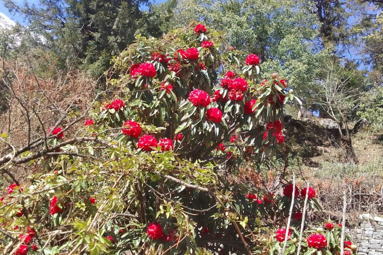 Kathmandu: 10-dniowy pełen przygód trekking wokół AnnapurnyKathmandu: pełny pakiet 10-dniowego pełnego przygód toru Annapurna