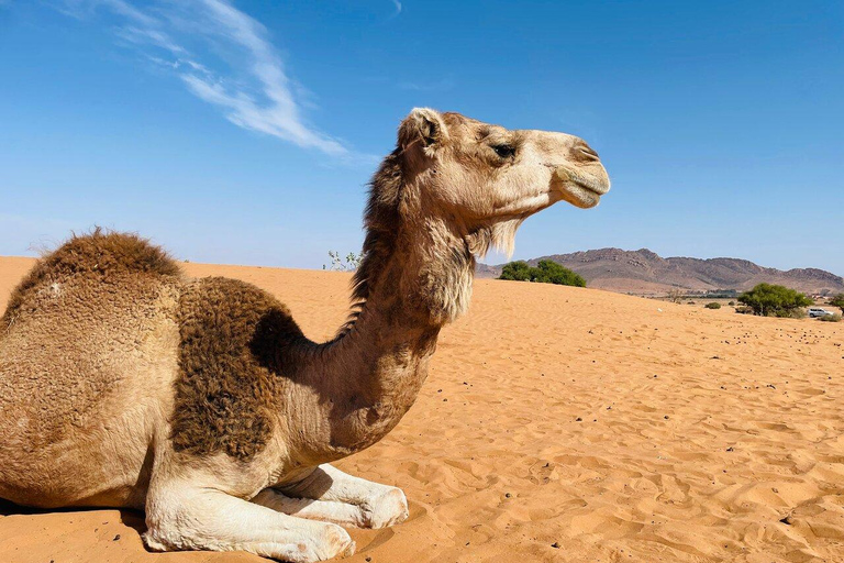 Circuit en Jeep 4×4 dans le désert du Sahara avec déjeuner et transferts à l&#039;hôtel