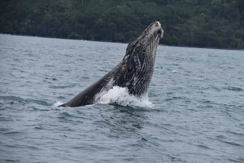 Drake Bay journée complète d observation des baleines et des dauphins