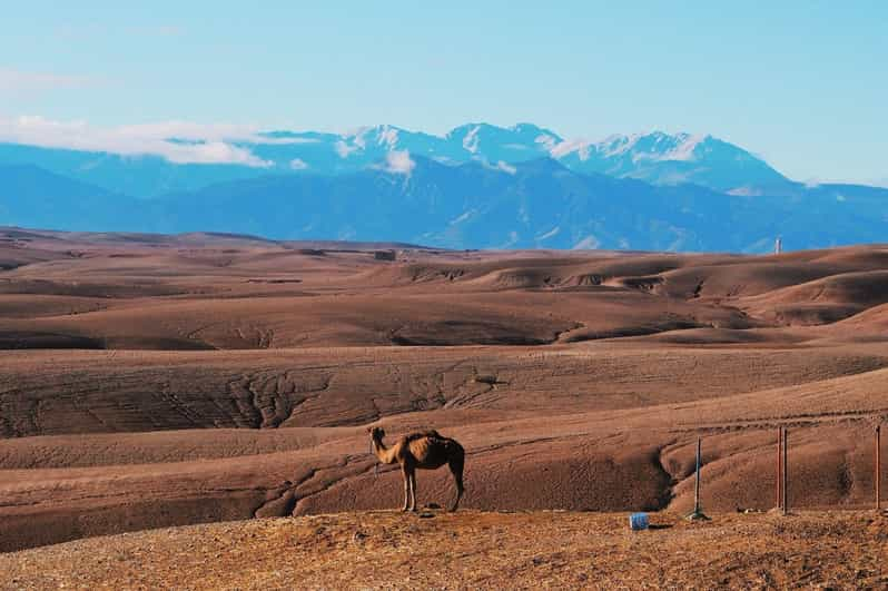 De Marraquexe Jantar Ao P R Do Sol No Deserto De Agafay Show