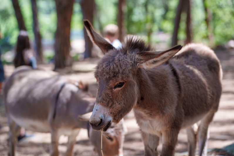 Cuddling and picnic with Donkeys at the Monte Cresia
