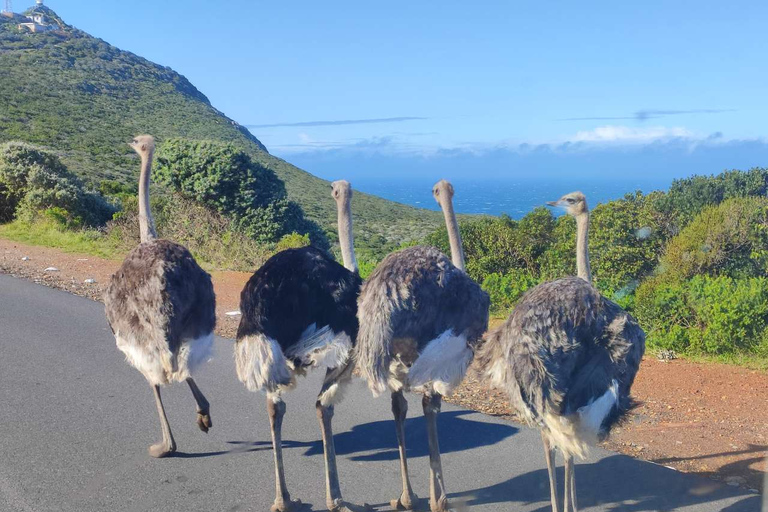 Città del Capo: Capo di Buona Speranza Pinguino Table Mountain Tutto InclusoCittà del Capo: Tour del Capo di Buona Speranza, dei Pinguini e della Table Mountain