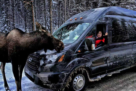 Vanuit Banff/Canmore: Trip naar Moraine Lake en Lake LouiseOphaalservice vanuit Banff