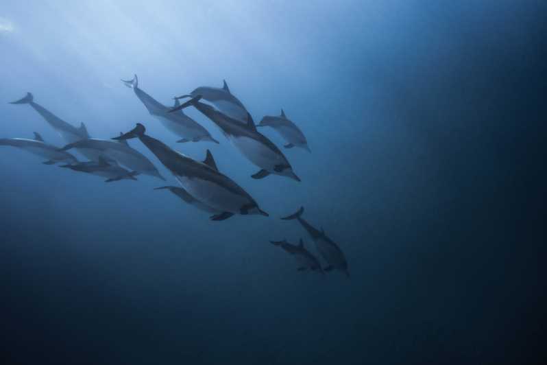 Mauritius: Delfiinien katselu puoli päivää