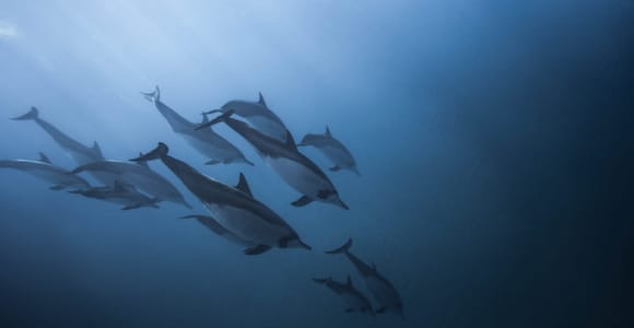Mauritius: Dolphins watch half-day