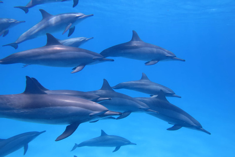Mauritius: Dolphins watch half-day