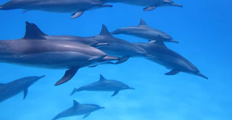 Mauritius: Dolphins watch half-day | GetYourGuide