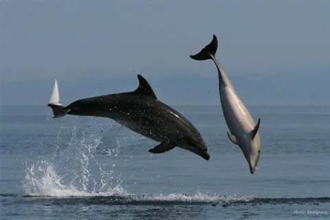Meet the Dolphins & Dive into Cala Moresca – RIB Excursion