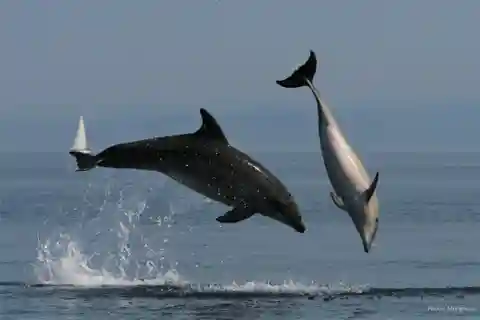 Meet the Dolphins – Escursione in Gommone - RIB Excursion