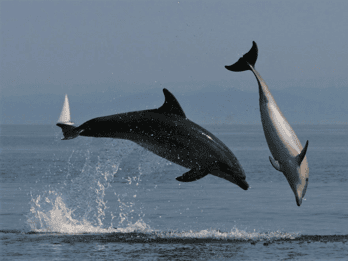 Meet the Dolphins & Dive into Cala Moresca – RIB Excursion