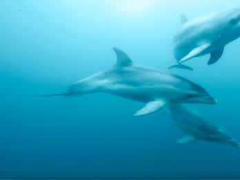 Queenscliff Harbour: 3.5hr Seal & Dolphin Snorkelling Tour