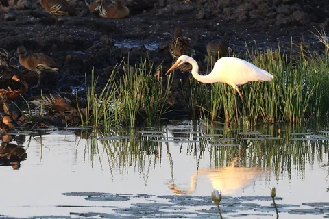 Darwin: Fogg Dam Wetlands Sunset & Humpty Doo Hotel Tour