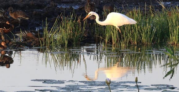 LookAbout Darwin Wetlands Wildlife Premium Tour Maximal 6 Gäste