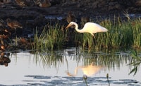 Darwin, Fogg Dam Wetlands Sunset & Humpty Doo Hotel Tour - Hizvo