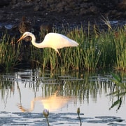 LookAbout Darwin Wetlands Wildlife Premium Tour Max 6 Guests