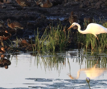Darwin: Fogg Dam Wetlands Sunset & Humpty Doo Hotel Tour