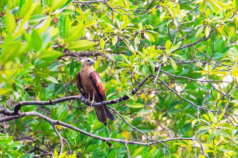 Ko Lanta: Halbtagestour zum Kajakfahren in den Mangroven