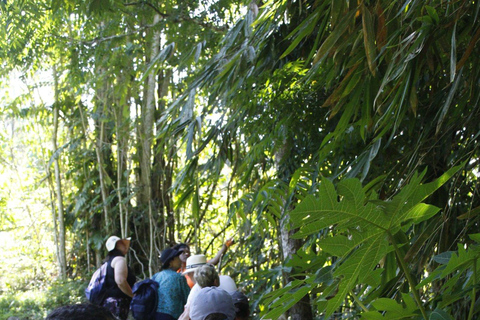 Wycieczka półdniowa do wioski Nalesutale z wędrówką po lesie deszczowymOdbiór z hoteli Fiji Marriott/Lautoka/Lautoka Wharf