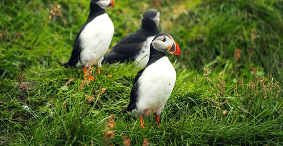 Reykjavik: Puffin Watching and Golden Circle Day Tour