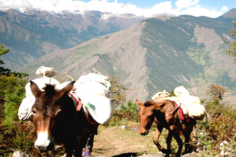 Trekking por el Valle de Langtang - 8 DíasOpción Estándar