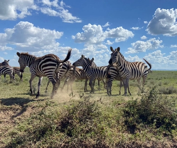 Day trip to tarangire national park