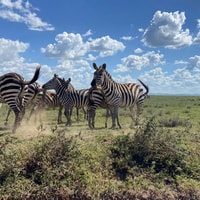 Day trip to tarangire national park - Housity