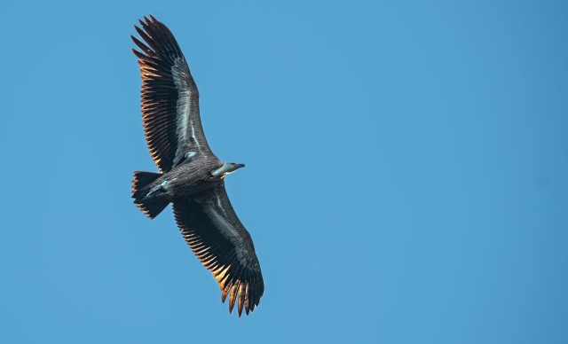 Visit Beli - Griffon Vultures Bird Watching Boat Trip in Croacia