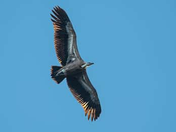 Beli - Griffon Vultures Bird Watching Boat Trip