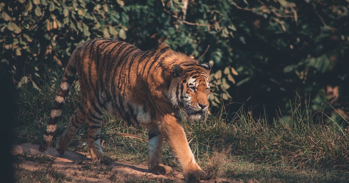 Хищники про сафари. Tiger Walking.