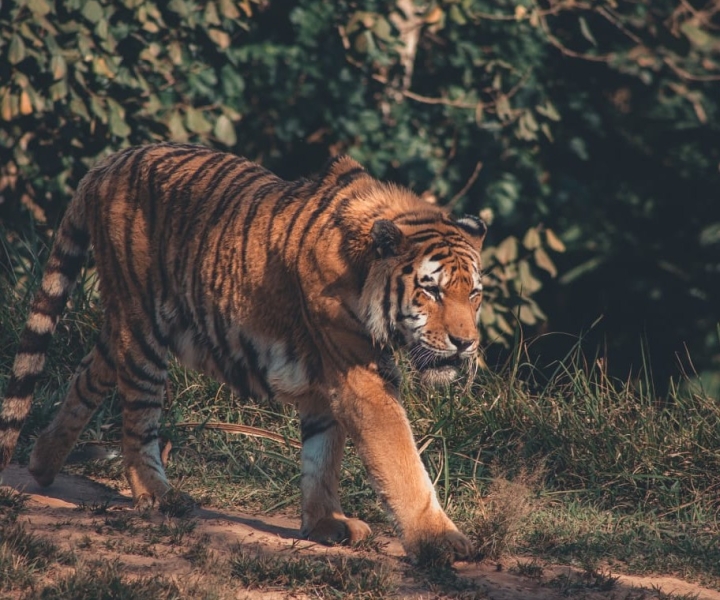 Von Delhi aus: 2 Tage Jim Corbett Tiger Safari Tour mit dem Auto