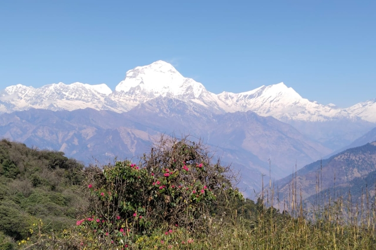 6 nuits et 7 jours de trek à Poon Hill depuis Katmandou5 nuits et 6 jours de trek à Poon Hill depuis Katmandou
