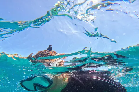 Tenerife: Puerto Colon Snorkel Safari by Speed Boat