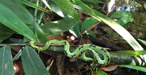 Sinharaja Rainforest: Day Trip From Galle or Bentota