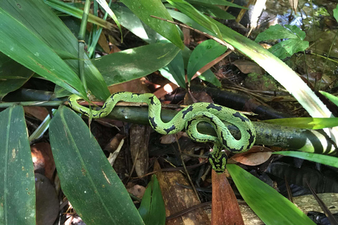 Forêt tropicale de Sinharaja : Excursion d&#039;une journée depuis Galle ou Bentota