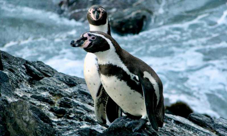 Pinguini, leoni marini, sandboard, cibo e bevande cileni