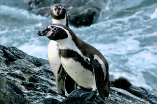 Gastronomic Experiences in Valparaíso