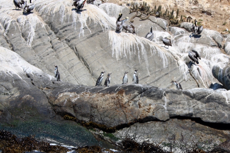 Pingouins, Valparaiso, Viña del Mar, déjeuner chilien authentique