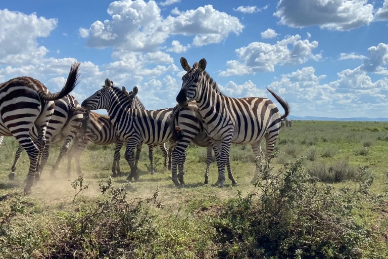 Safari na kempingu w Tanzanii na 7 dni i 6 nocy