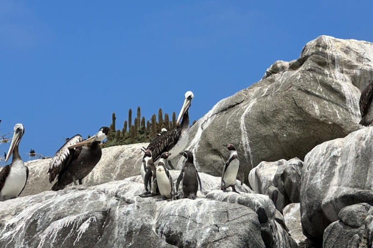 Pingouins, Valparaiso, Viña del Mar, déjeuner chilien authentique